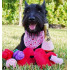 PLAY - Puppy LOVE Fur Ever hearts - Gioco per Cani