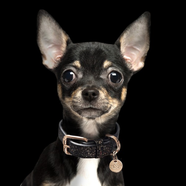 Milk & Pepper Stardust Champagne Collar My Luxury Pet Venezia